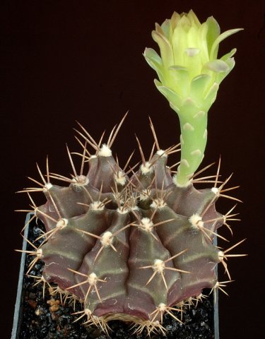 Gymnocalycium_mihanovichii_7